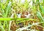 farmer